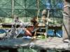 Bornean Orangutan at Phoenix Zoo