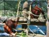 Bornean Orangutan at Phoenix Zoo