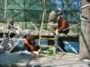Bornean Orangutan at Phoenix Zoo