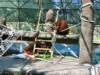 Bornean Orangutan at Phoenix Zoo