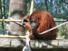 Bornean Orangutan at Phoenix Zoo