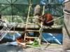 Bornean Orangutan at Phoenix Zoo