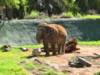 Elephant at Phoenix Zoo