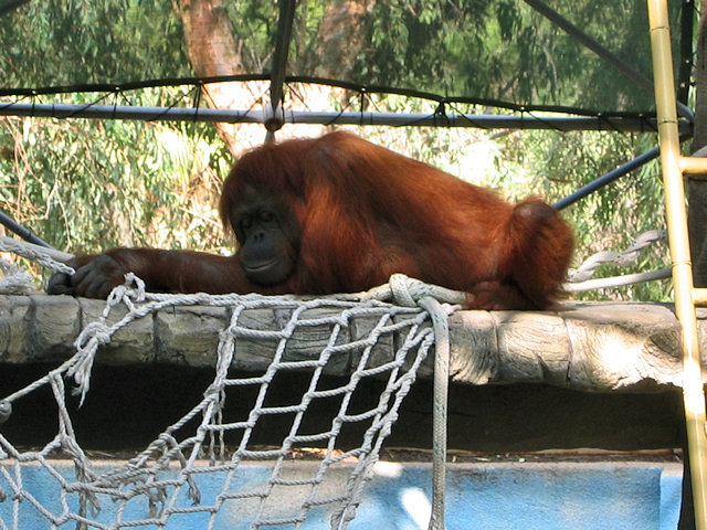 Bornean Orangutan at Phoenix Zoo