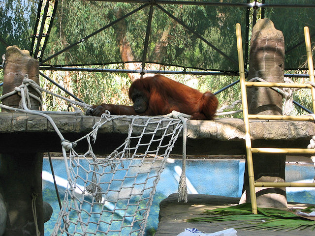 Bornean Orangutan at Phoenix Zoo