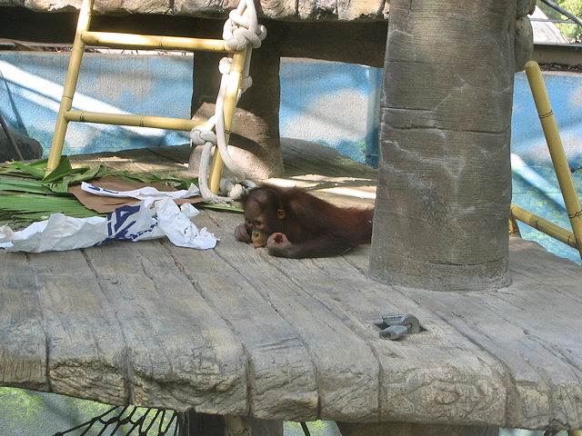 Bornean Orangutan at Phoenix Zoo