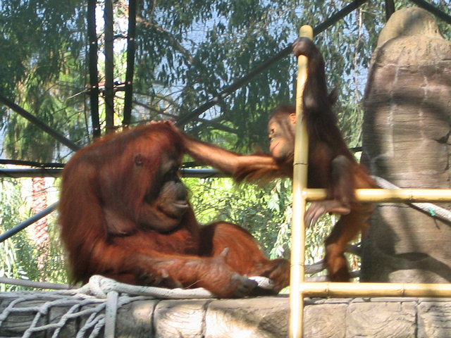 Bornean Orangutan at Phoenix Zoo