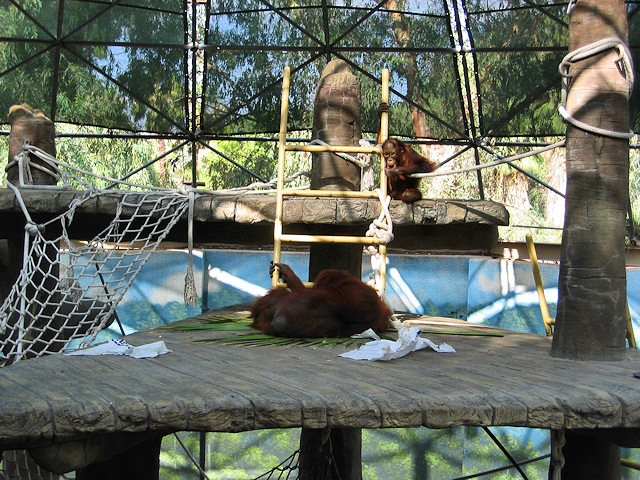 Bornean Orangutan at Phoenix Zoo