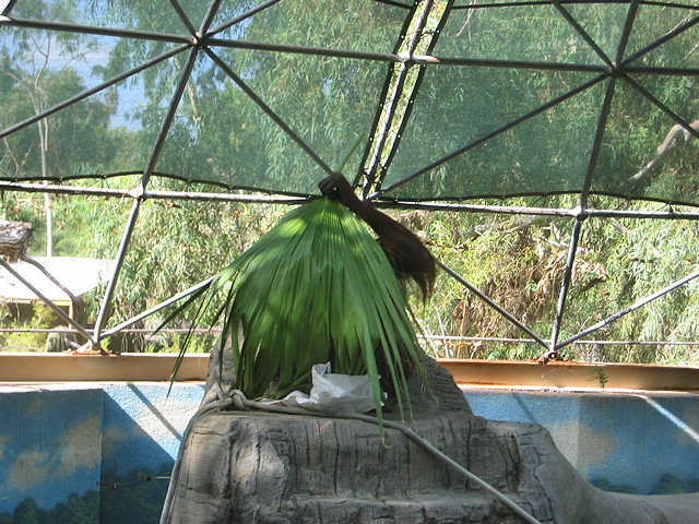 Bornean Orangutan at Phoenix Zoo