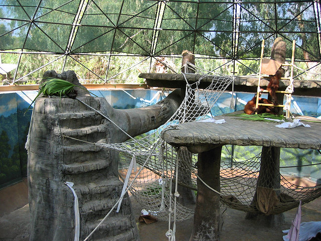 Bornean Orangutan at Phoenix Zoo