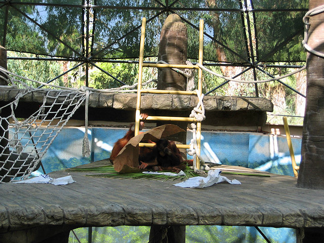 Bornean Orangutan at Phoenix Zoo