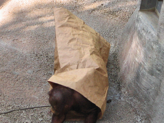 Kasih the Baby Bornean Orangutan at Phoenix Zoo