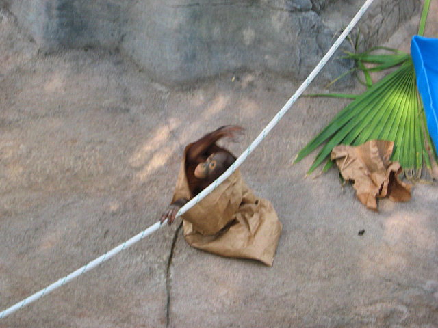 Kasih the Baby Bornean Orangutan at Phoenix Zoo