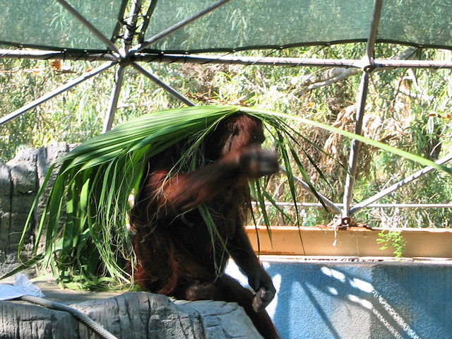 Bornean Orangutan at Phoenix Zoo
