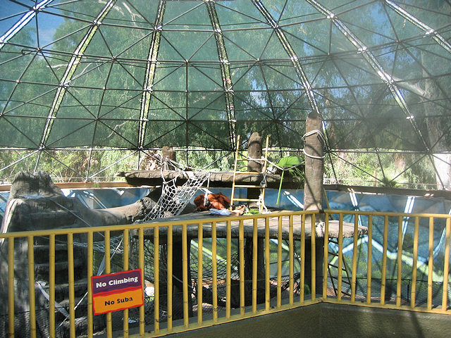 Bornean Orangutan at Phoenix Zoo
