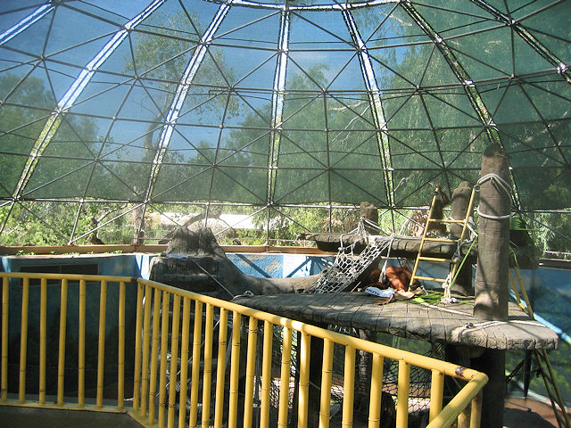 Bornean Orangutan at Phoenix Zoo