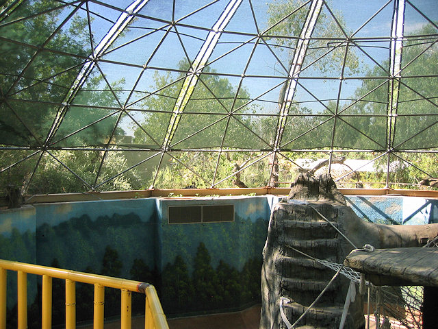 Bornean Orangutan at Phoenix Zoo