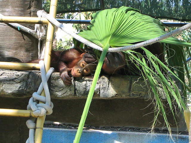 Bornean Orangutan at Phoenix Zoo