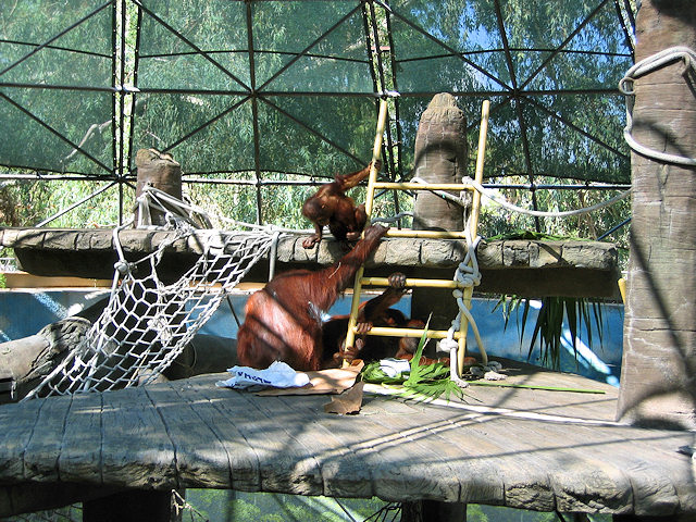 Bornean Orangutan at Phoenix Zoo