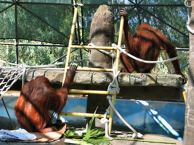 Bornean Orangutan at Phoenix Zoo