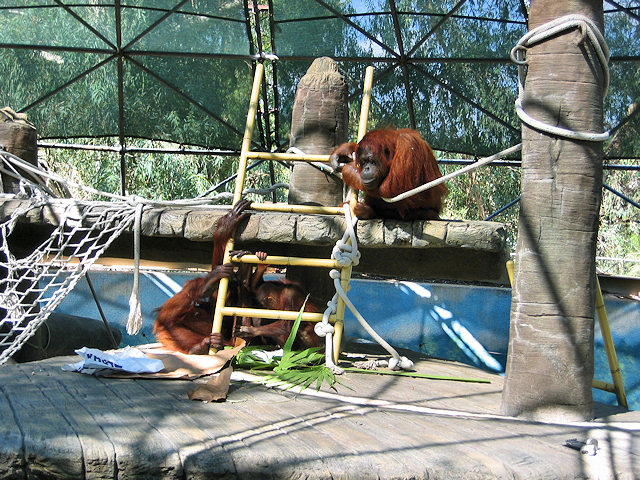 Bornean Orangutan at Phoenix Zoo