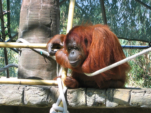 Bornean Orangutan at Phoenix Zoo