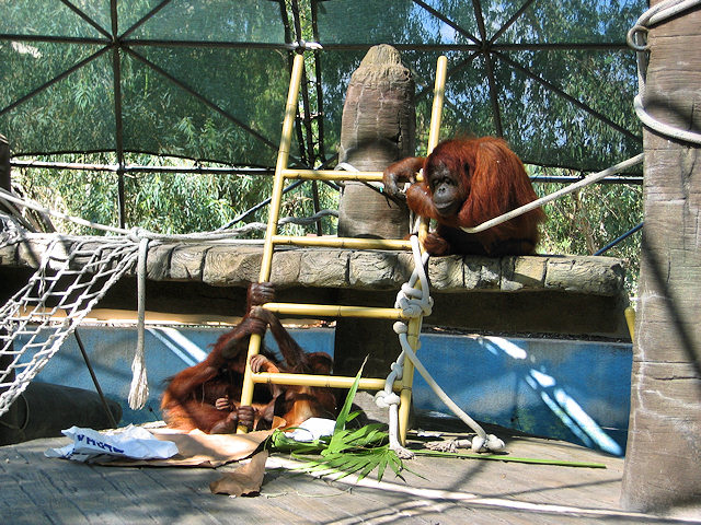 Bornean Orangutan at Phoenix Zoo