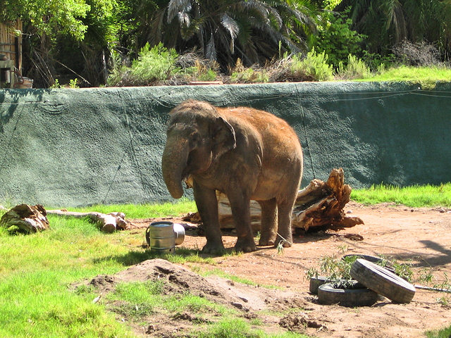 Elephant at Phoenix Zoo