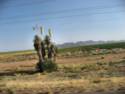 Hwy. 60 to Aguila