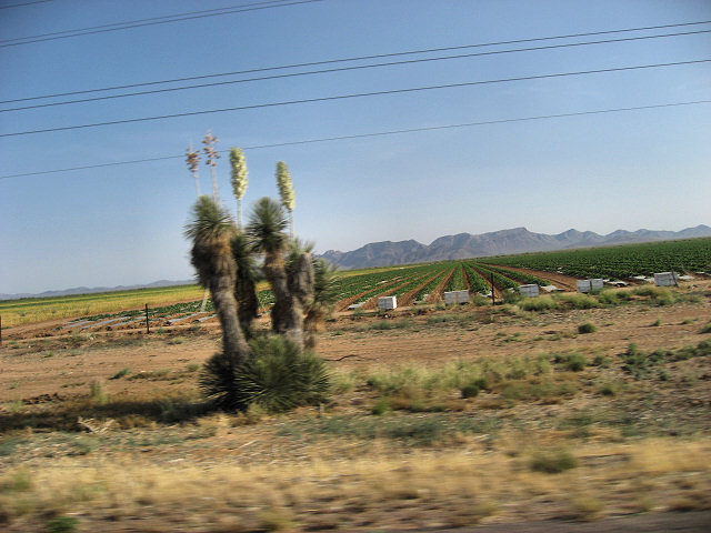 Hwy. 60 to Aguila