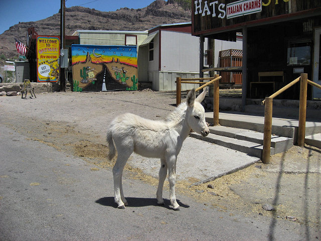 Burros In The Streets of Oatman, AZ