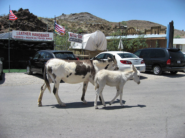 Burros In The Streets of Oatman, AZ