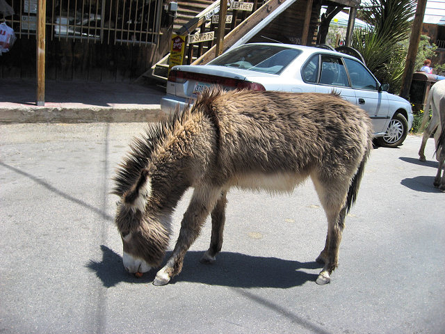 Burros In The Streets of Oatman, AZ