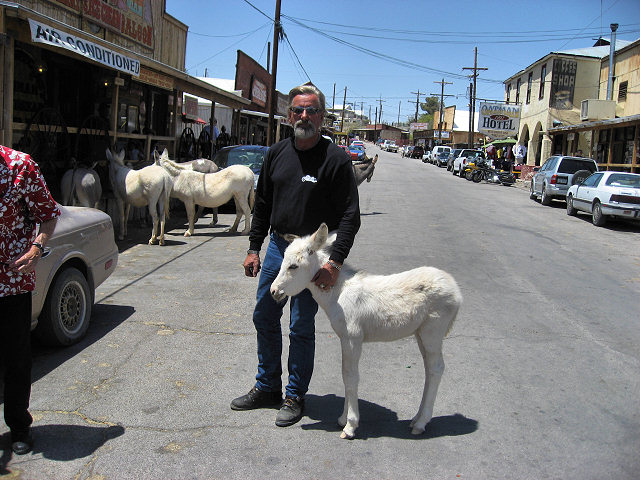 Burros In The Streets of Oatman, AZ