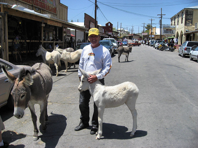 Burros In The Streets of Oatman, AZ