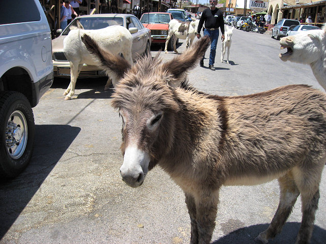 Burros In The Streets of Oatman, AZ