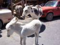 Burros In Oatman, AZ
