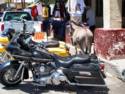 Burros In Oatman, AZ