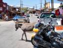 Burros In Oatman, AZ