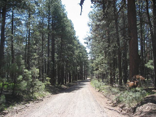 Rim Rd. Aka General Crook Trail Aka Forest Rd. 300